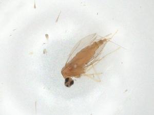  ( - CBG-A03932-E03)  @11 [ ] CreativeCommons - Attribution (2023) Centre for Biodiversity Genomics Centre for Biodiversity Genomics