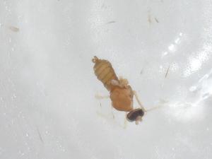  ( - CBG-A03934-E04)  @11 [ ] CreativeCommons - Attribution (2023) Centre for Biodiversity Genomics Centre for Biodiversity Genomics