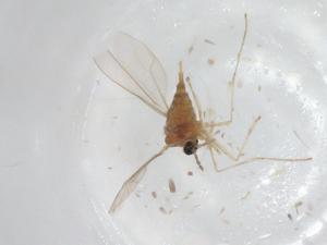  ( - CBG-A03934-E09)  @11 [ ] CreativeCommons - Attribution (2023) Centre for Biodiversity Genomics Centre for Biodiversity Genomics