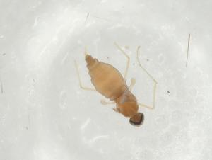  ( - CBG-A03935-D02)  @11 [ ] CreativeCommons - Attribution (2023) Centre for Biodiversity Genomics Centre for Biodiversity Genomics