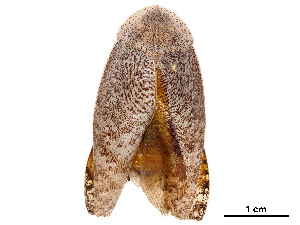  (Pseudophoraspis - BIOUG36784-F04)  @11 [ ] CreativeCommons - Attribution (2018) CBG Photography Group Centre for Biodiversity Genomics