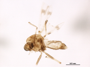  ( - BIOUG37146-H01)  @11 [ ] CreativeCommons - Attribution (2018) CBG Photography Group Centre for Biodiversity Genomics