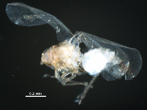  ( - BIOUG37443-E07)  @11 [ ] CreativeCommons - Attribution (2018) CBG Photography Group Centre for Biodiversity Genomics