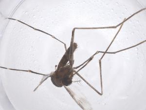  (Uranotaenia trilineata - CBG-B00133-C01)  @11 [ ] CreativeCommons - Attribution Share - Alike (2025) Centre for Biodiversity Genomics Centre for Biodiversity Genomics