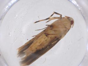  ( - CBG-B00135-G09)  @11 [ ] CreativeCommons - Attribution Share - Alike (2025) Centre for Biodiversity Genomics Centre for Biodiversity Genomics