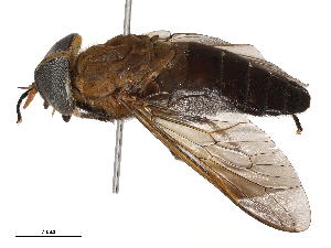  ( - CBG-B00186-A01)  @11 [ ] CreativeCommons - Attribution Share - Alike (2025) CBG Photography Group Centre for Biodiversity Genomics