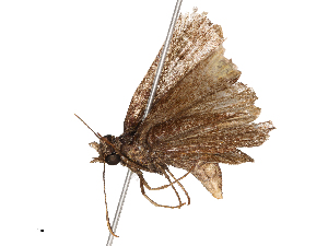  (Arnetta verones - CBG-B00186-A02)  @11 [ ] CreativeCommons - Attribution Share - Alike (2025) CBG Photography Group Centre for Biodiversity Genomics