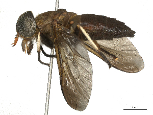  ( - CBG-B00186-C12)  @11 [ ] CreativeCommons - Attribution Share - Alike (2025) CBG Photography Group Centre for Biodiversity Genomics