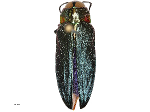  ( - CBG-B01519-G05)  @11 [ ] CreativeCommons - Attribution Share - Alike (2025) CBG Photography Group Centre for Biodiversity Genomics