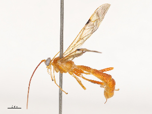  (Megarhogas maculipennis - CBG-B01654-B08)  @11 [ ] CreativeCommons - Attribution Share - Alike (2025) CBG Photography Group Centre for Biodiversity Genomics