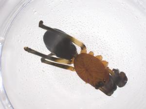  (Neriene macella - CBG-B01673-F01)  @11 [ ] CreativeCommons - Attribution Share - Alike (2025) Centre for Biodiversity Genomics Centre for Biodiversity Genomics