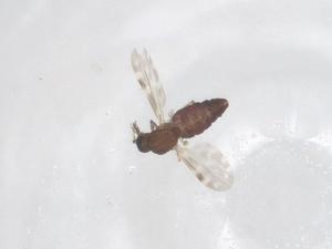  ( - CBG-B01675-E05)  @11 [ ] CreativeCommons - Attribution Share - Alike (2025) Centre for Biodiversity Genomics Centre for Biodiversity Genomics