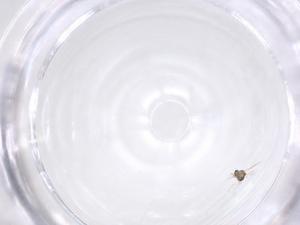  ( - CBG-B01725-G12)  @11 [ ] CreativeCommons - Attribution Share - Alike (2025) Centre for Biodiversity Genomics Centre for Biodiversity Genomics