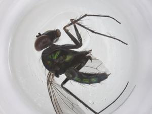  ( - CBG-B01866-A09)  @11 [ ] CreativeCommons - Attribution Share - Alike (2025) Centre for Biodiversity Genomics Centre for Biodiversity Genomics