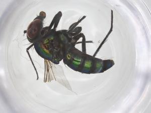  ( - CBG-B01866-H03)  @11 [ ] CreativeCommons - Attribution Share - Alike (2025) Centre for Biodiversity Genomics Centre for Biodiversity Genomics