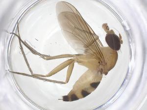  (Neurigona pectinata - CBG-B02212-H01)  @11 [ ] CreativeCommons - Attribution Share - Alike (2025) Centre for Biodiversity Genomics Centre for Biodiversity Genomics