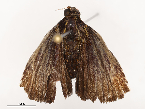  ( - CBG-B02537-B11)  @11 [ ] CreativeCommons - Attribution Share - Alike (2025) CBG Photography Group Centre for Biodiversity Genomics