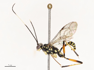  (Dagathia - CBG-B02555-B04)  @11 [ ] CreativeCommons - Attribution Share - Alike (2025) CBG Photography Group Centre for Biodiversity Genomics