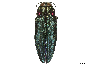  ( - CBG-B02555-B10)  @11 [ ] CreativeCommons - Attribution Share - Alike (2025) CBG Photography Group Centre for Biodiversity Genomics