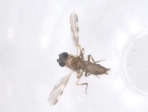  ( - CBG-B02608-H11)  @11 [ ] CreativeCommons - Attribution Share - Alike (2025) Centre for Biodiversity Genomics Centre for Biodiversity Genomics