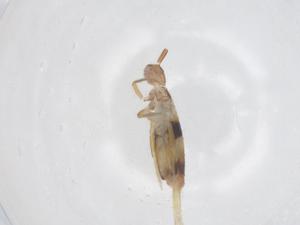  ( - CBG-B02995-D05)  @11 [ ] CreativeCommons - Attribution Share - Alike (2025) Centre for Biodiversity Genomics Centre for Biodiversity Genomics