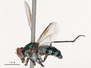  ( - CBG-B03259-A05)  @11 [ ] CreativeCommons - Attribution Share - Alike (2025) CBG Photography Group Centre for Biodiversity Genomics