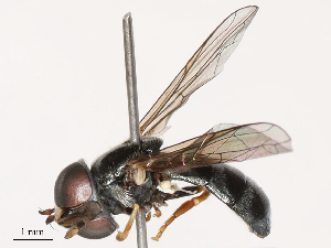  ( - CBG-B03259-A12)  @11 [ ] CreativeCommons - Attribution Share - Alike (2025) CBG Photography Group Centre for Biodiversity Genomics