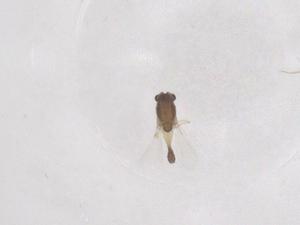  ( - CBG-B03295-B11)  @11 [ ] CreativeCommons - Attribution Share - Alike (2025) Centre for Biodiversity Genomics Centre for Biodiversity Genomics