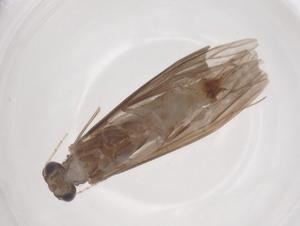  ( - CBG-B03383-H11)  @11 [ ] CreativeCommons - Attribution Share - Alike (2025) Centre for Biodiversity Genomics Centre for Biodiversity Genomics