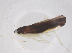  ( - CBG-B04184-F09)  @11 [ ] CreativeCommons - Attribution Share - Alike (2025) Centre for Biodiversity Genomics Centre for Biodiversity Genomics