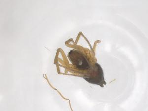  ( - CBG-B04238-H04)  @11 [ ] CreativeCommons - Attribution Share - Alike (2025) Centre for Biodiversity Genomics Centre for Biodiversity Genomics