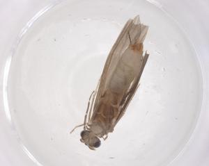  ( - CBG-B04307-A03)  @11 [ ] CreativeCommons - Attribution Share - Alike (2025) Centre for Biodiversity Genomics Centre for Biodiversity Genomics