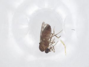  ( - CBG-B04319-D09)  @11 [ ] CreativeCommons - Attribution Share - Alike (2025) Centre for Biodiversity Genomics Centre for Biodiversity Genomics