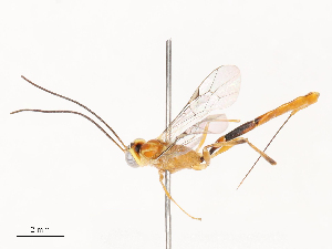  ( - CBG-B04356-B07)  @11 [ ] CreativeCommons - Attribution Share - Alike (2025) CBG Photography Group Centre for Biodiversity Genomics