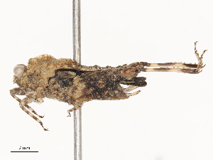  (Thoradonta - CBG-B04356-F06)  @11 [ ] CreativeCommons - Attribution Share - Alike (2025) CBG Photography Group Centre for Biodiversity Genomics