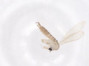  ( - CBG-B04386-E03)  @11 [ ] CreativeCommons - Attribution Share - Alike (2025) Centre for Biodiversity Genomics Centre for Biodiversity Genomics