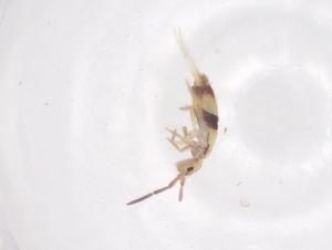  ( - CBG-B04453-F10)  @11 [ ] CreativeCommons - Attribution Share - Alike (2025) Centre for Biodiversity Genomics Centre for Biodiversity Genomics