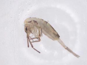  (Bromacanthini - CBG-B04574-G03)  @11 [ ] CreativeCommons - Attribution Share - Alike (2025) Centre for Biodiversity Genomics Centre for Biodiversity Genomics