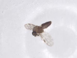  ( - CBG-B04580-B06)  @11 [ ] CreativeCommons - Attribution Share - Alike (2025) Centre for Biodiversity Genomics Centre for Biodiversity Genomics