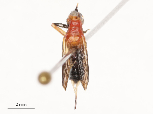  ( - CBG-B04791-C05)  @11 [ ] CreativeCommons - Attribution Share - Alike (2025) CBG Photography Group Centre for Biodiversity Genomics