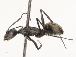  ( - CBG-B04791-C11)  @11 [ ] CreativeCommons - Attribution Share - Alike (2025) CBG Photography Group Centre for Biodiversity Genomics