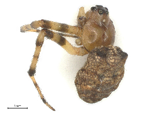  (Gea spinipes - CBG-B04791-H09)  @11 [ ] CreativeCommons - Attribution Share - Alike (2025) CBG Photography Group Centre for Biodiversity Genomics