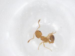  ( - CBG-B04899-D05)  @11 [ ] CreativeCommons - Attribution Share - Alike (2025) Centre for Biodiversity Genomics Centre for Biodiversity Genomics