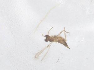  ( - CBG-B04987-G11)  @11 [ ] CreativeCommons - Attribution Share - Alike (2025) Centre for Biodiversity Genomics Centre for Biodiversity Genomics