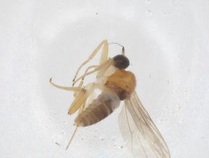  (Elaphropeza hirsutitibia - CBG-B04991-D11)  @11 [ ] CreativeCommons - Attribution Share - Alike (2025) Centre for Biodiversity Genomics Centre for Biodiversity Genomics