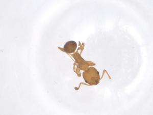  ( - CBG-B04992-H08)  @11 [ ] CreativeCommons - Attribution Share - Alike (2025) Centre for Biodiversity Genomics Centre for Biodiversity Genomics