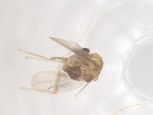  ( - CBG-B22044-H02)  @11 [ ] CreativeCommons - Attribution Share - Alike (2025) Centre for Biodiversity Genomics Centre for Biodiversity Genomics