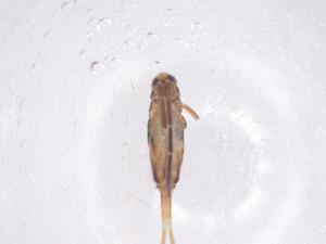  ( - CBG-B22067-G09)  @11 [ ] CreativeCommons - Attribution Share - Alike (2025) Centre for Biodiversity Genomics Centre for Biodiversity Genomics