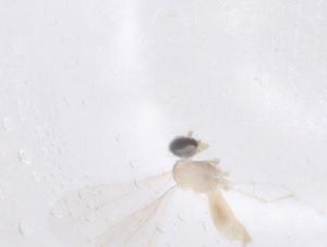  ( - CBG-B22083-F10)  @11 [ ] CreativeCommons - Attribution Share - Alike (2025) Centre for Biodiversity Genomics Centre for Biodiversity Genomics