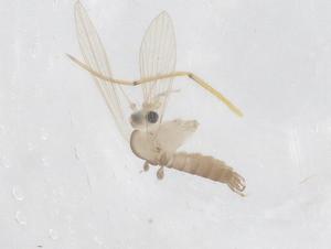  (Sergentomyia gemmea - CBG-B22572-E07)  @11 [ ] CreativeCommons - Attribution Share - Alike (2025) Centre for Biodiversity Genomics Centre for Biodiversity Genomics